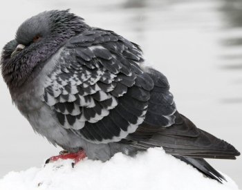 Tokijský taxikář byl zatčen a obviněn z úmyslného přejetí holuba