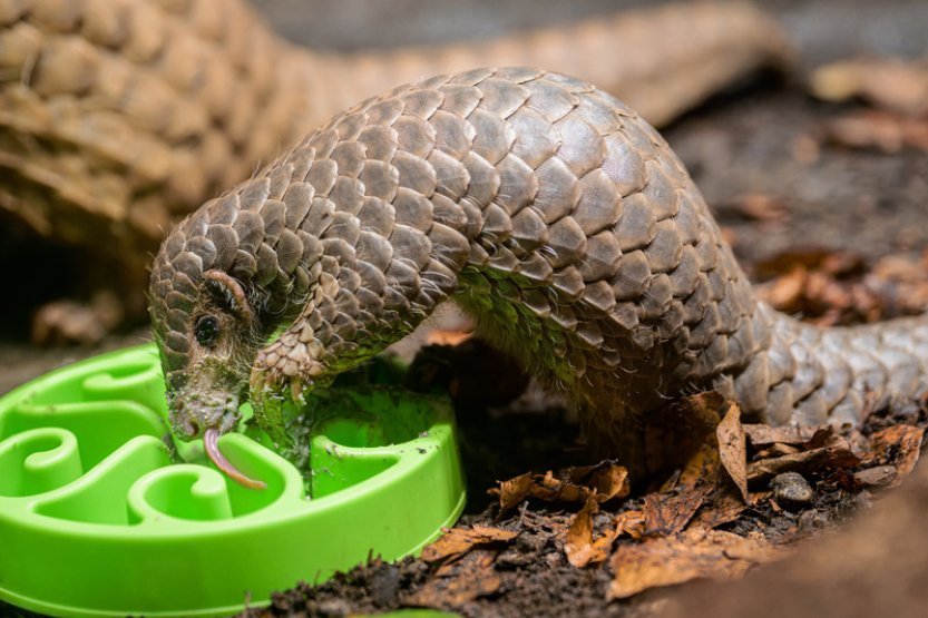 Mládě luskouna v zoo Praha přešlo na pevnou stravu,je prvním odchovaným v Evropě
