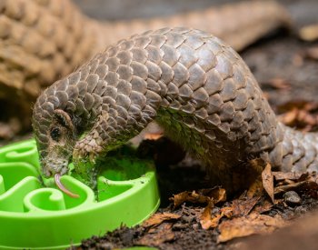 Mládě luskouna v zoo Praha přešlo na pevnou stravu,je prvním odchovaným v Evropě