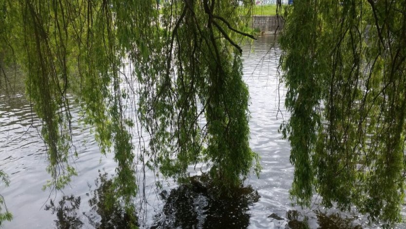 Vědci: Vrby na horách se chrání před sluncem, vrby v nížinách bojují s hmyzem