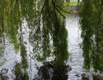 Vědci: Vrby na horách se chrání před sluncem, vrby v nížinách bojují s hmyzem