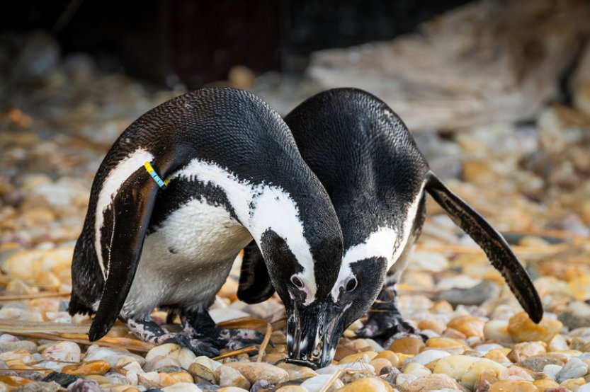 V zoo Dvůr Králové se vylíhli tři tučňáci, poprvé od zahájení chovu v roce 2022