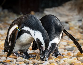 V zoo Dvůr Králové se vylíhli tři tučňáci, poprvé od zahájení chovu v roce 2022