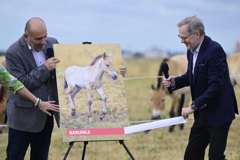 Hříbě koně Převalského z pražské zoo dostalo jméno Barunka
