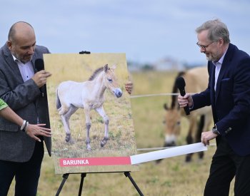 Hříbě koně Převalského z pražské zoo dostalo jméno Barunka