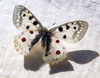Návrat ohroženého motýla se komplikuje, jeho vypuštění do Krkonoš o rok odloženo