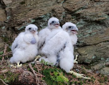 Sokoli letos vyvedli v Jeseníkách 42 mláďat, jde o rekord v novodobé historii