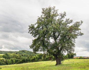 Zájemci mohou hlasovat v anketě o Strom roku