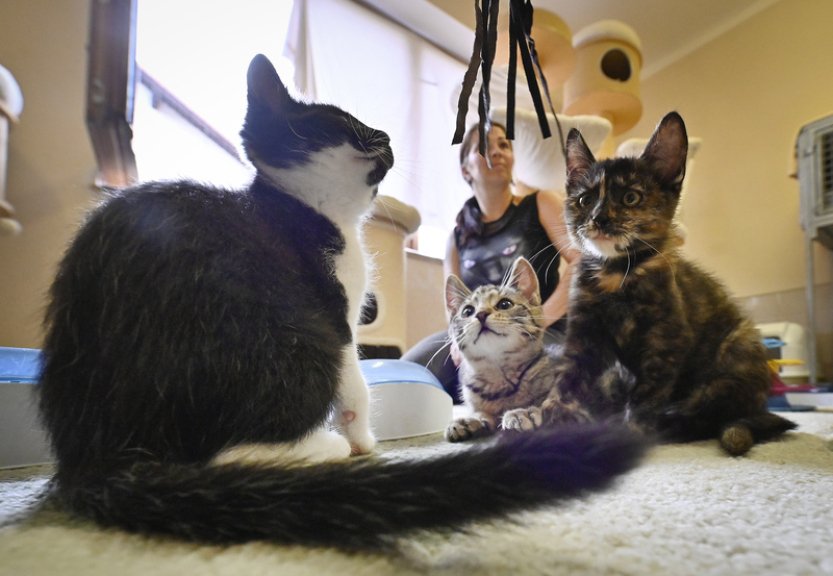 Útulkem Mikeš v H. Brodě projde ročně asi 200 koček, funguje díky dobrovolníkům