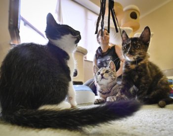 Útulkem Mikeš v H. Brodě projde ročně asi 200 koček, funguje díky dobrovolníkům