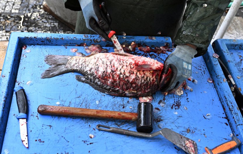 Kapři se prodávají na 3000 místech, ministr nechce zakazovat prodej živých ryb