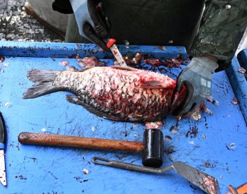 Kapři se prodávají na 3000 místech, ministr nechce zakazovat prodej živých ryb