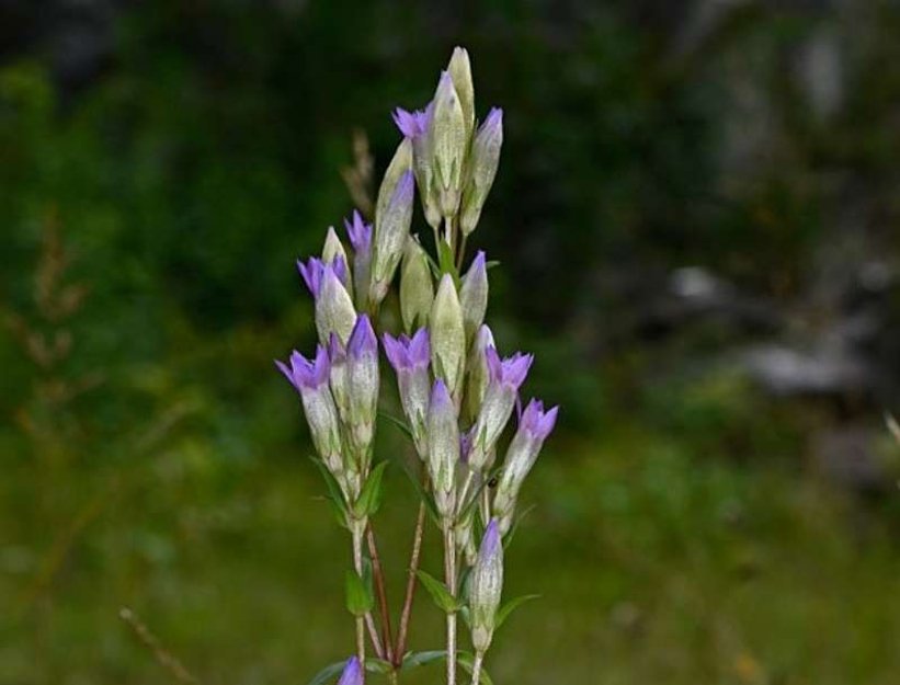 V bývalém lomu na Jesenicku letos vykvetly tisíce vzácných hořečků