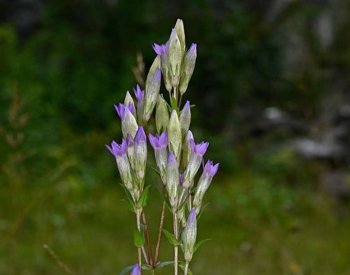 V bývalém lomu na Jesenicku letos vykvetly tisíce vzácných hořečků
