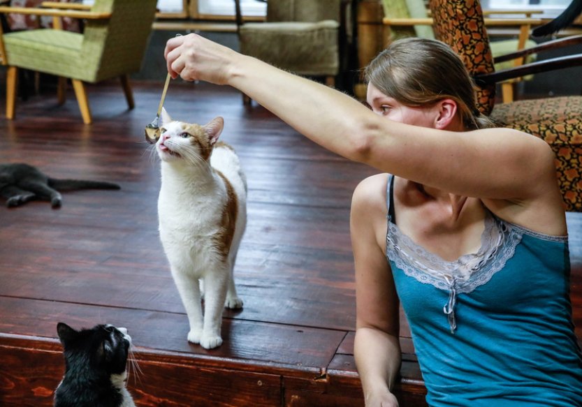 Kočičí kavárna v Brně vybírá čtyřnohé obyvatele obezřetně, adoptovat je nelze