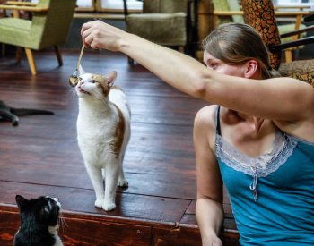 Kočičí kavárna v Brně vybírá čtyřnohé obyvatele obezřetně, adoptovat je nelze