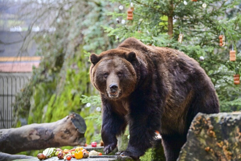 Stovky lidí dorazily na Medvědí Vánoce na českokrumlovském zámku