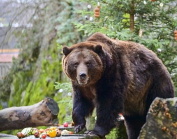 Stovky lidí dorazily na Medvědí Vánoce na českokrumlovském zámku
