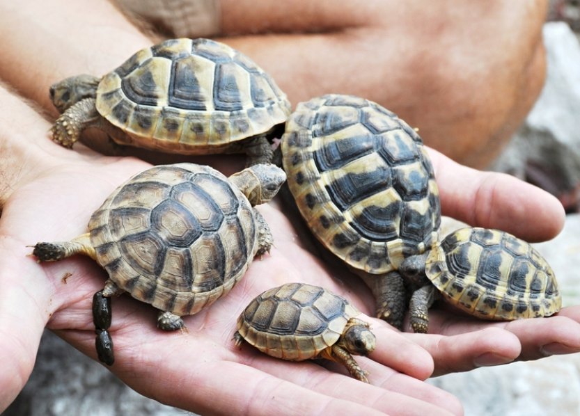 Plzeňská zoo představuje v expozici Mediterraneum želví školku s 28 mláďaty želv