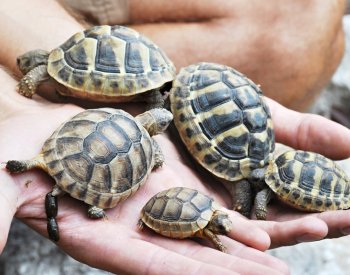 Plzeňská zoo představuje v expozici Mediterraneum želví školku s 28 mláďaty želv