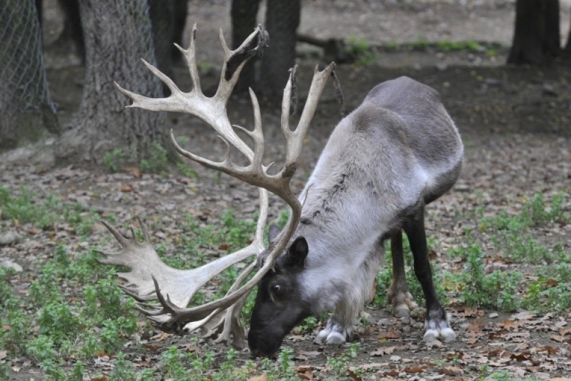 Sobi dokážou přežvykovat potravu i ve spánku, zjistili vědci