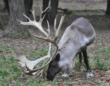 Sobi dokážou přežvykovat potravu i ve spánku, zjistili vědci