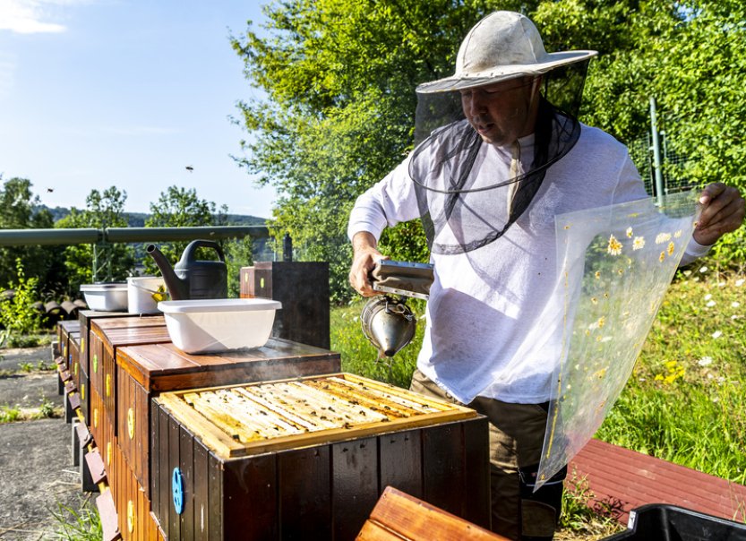 V chemičce v centru Ústí nad Labem chovají včely, med budou analyzovat