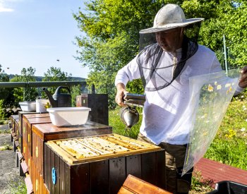 V chemičce v centru Ústí nad Labem chovají včely, med budou analyzovat