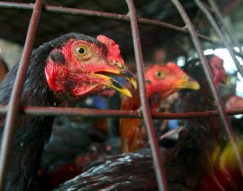 Společný postup EU v zákazu klecových chovů je v nedohlednu, řekl Výborný