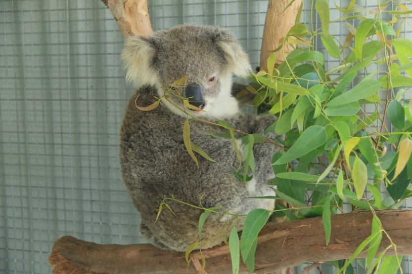 I psi a bazény mohou být nebezpečím pro koaly, zachraňují je dobrovolníci