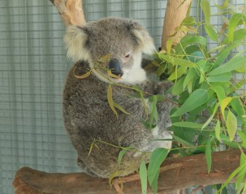I psi a bazény mohou být nebezpečím pro koaly, zachraňují je dobrovolníci