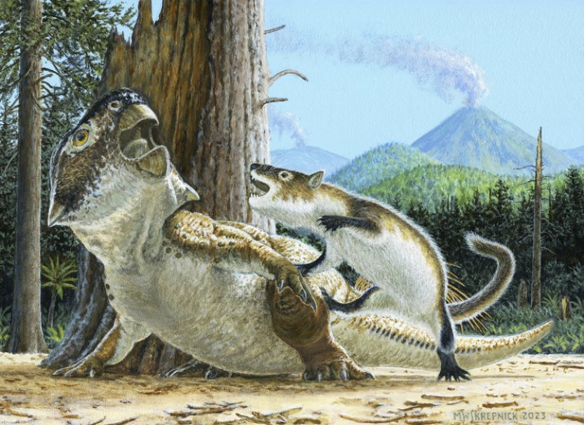 Zkamenělina nalezená v Číně zachycuje neobvyklý útok savce na dinosaura
