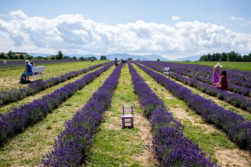 Lidé mohou poprvé sami sbírat levanduli na poli v Bruzovicích, zájem je obrovský