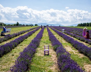 Lidé mohou poprvé sami sbírat levanduli na poli v Bruzovicích, zájem je obrovský