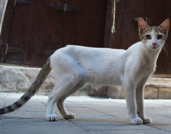 Australské zdivočelé kočky bude likvidovat robot plivající toxický gel