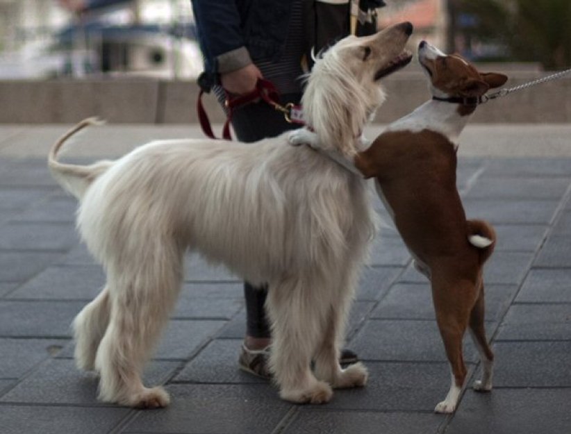 Francouzské město bojuje proti psím výkalům, mazlíčkům bude odebírat vzorky DNA